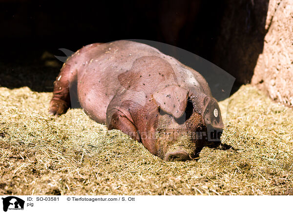 Schwein / pig / SO-03581