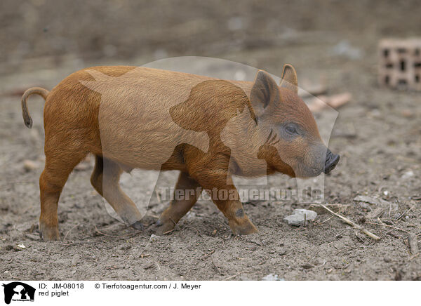 rotes Ferkel / red piglet / JM-08018