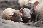 group of piglets