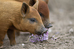 red piglets