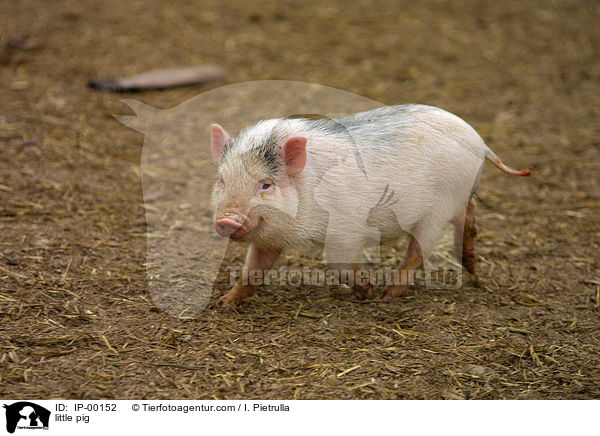 Hngebauchschwein / little pig / IP-00152