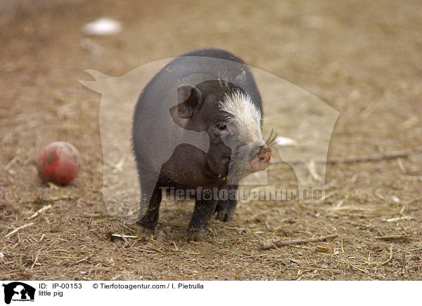 little pig / IP-00153