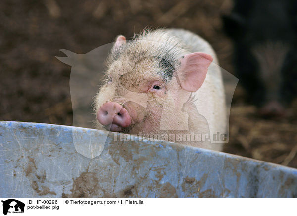 pot-bellied pig / IP-00296