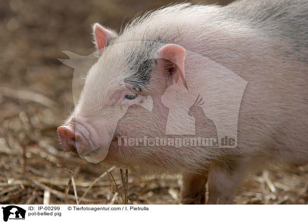 Hngebauchschwein / pot-bellied pig / IP-00299
