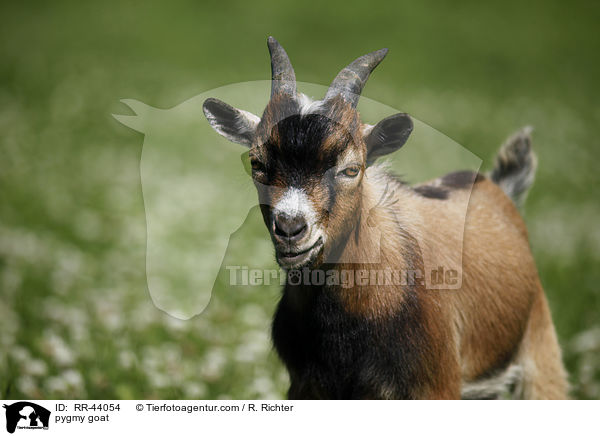 pygmy goat / RR-44054