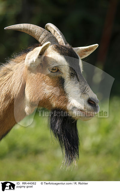 pygmy goat / RR-44062