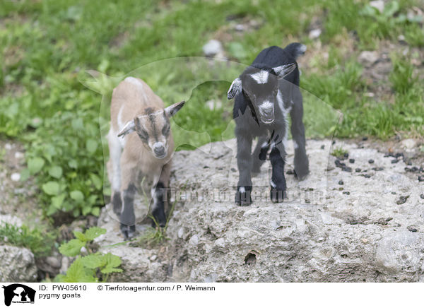Zwergziegen / pygmy goats / PW-05610