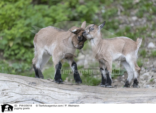 pygmy goats / PW-05618