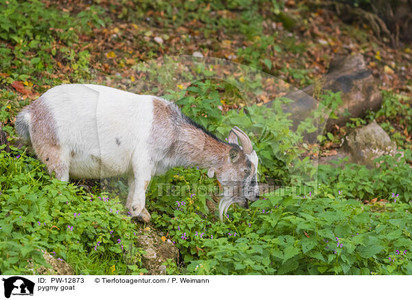pygmy goat / PW-12873