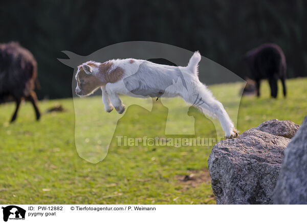 pygmy goat / PW-12882