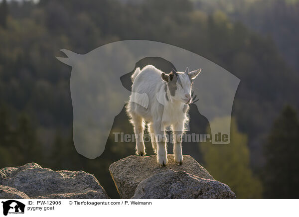 pygmy goat / PW-12905
