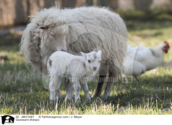 Quessantschafe / Quessant sheeps / JM-01881