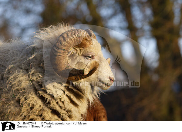 Quessantschafe Portrait / Quessant Sheep Portrait / JM-07544