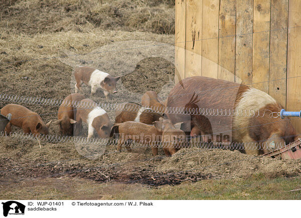 Sattelschweine / saddlebacks / WJP-01401