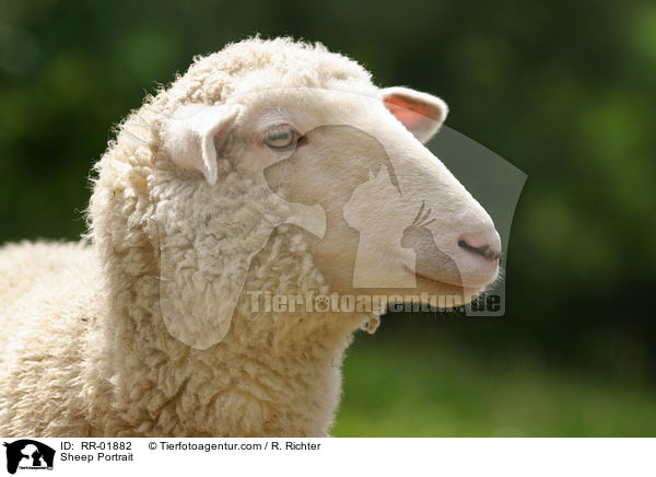 Sheep Portrait / RR-01882