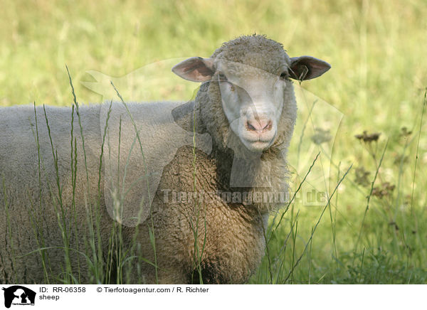 sheep / RR-06358
