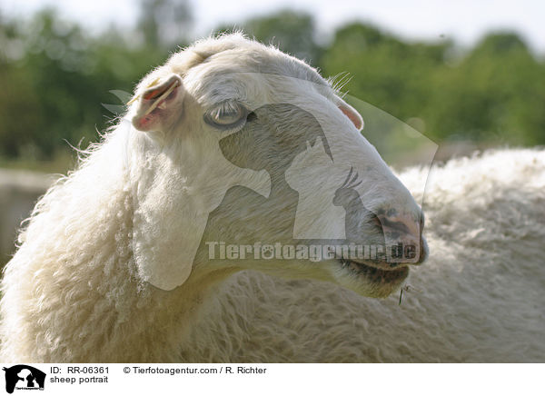 sheep portrait / RR-06361