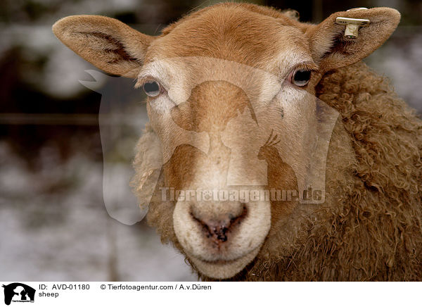 Schaf / sheep / AVD-01180