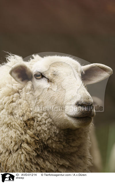 sheep / AVD-01214