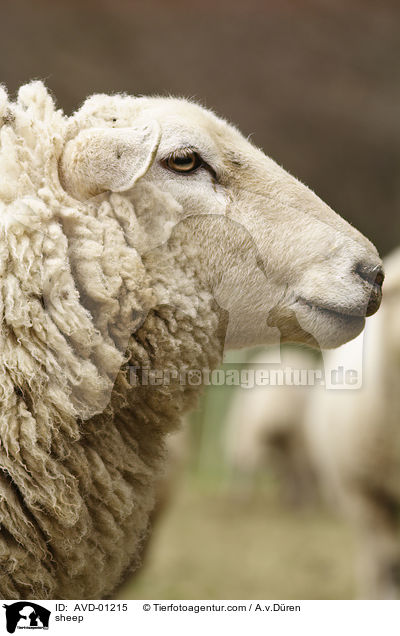 sheep / AVD-01215