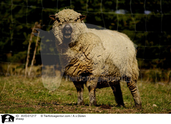 sheep / AVD-01217