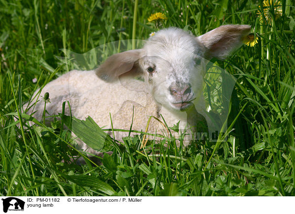 junges Lamm / young lamb / PM-01182