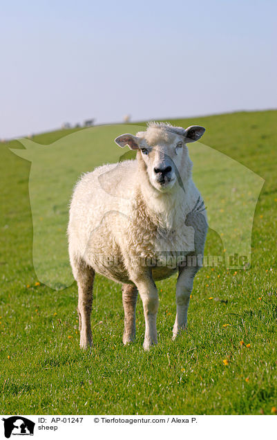 Schaf / sheep / AP-01247