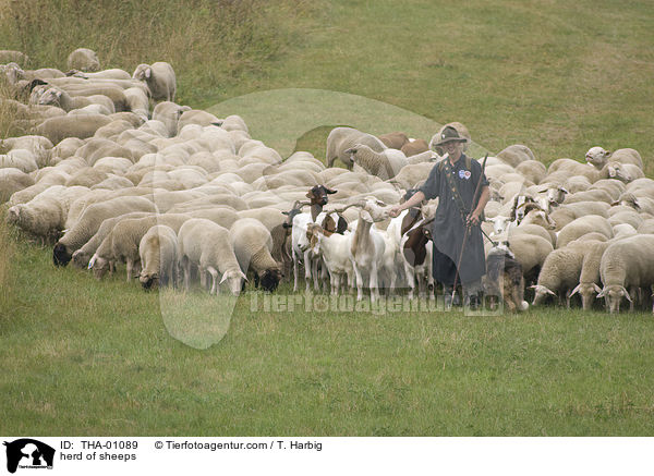 Schafherde / herd of sheeps / THA-01089