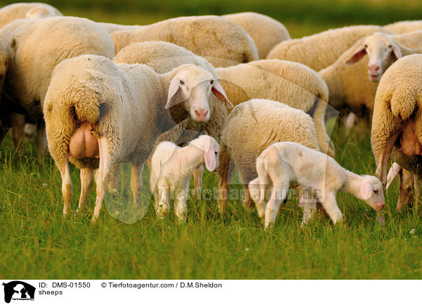 Schafe / sheeps / DMS-01550