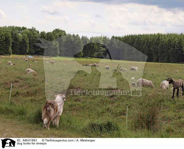 Hund beobachtet Schafe / dog looks for sheeps / AM-01881