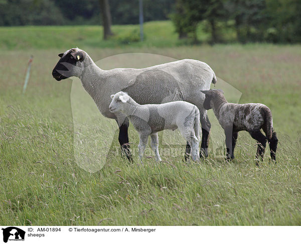 Schafe / sheeps / AM-01894