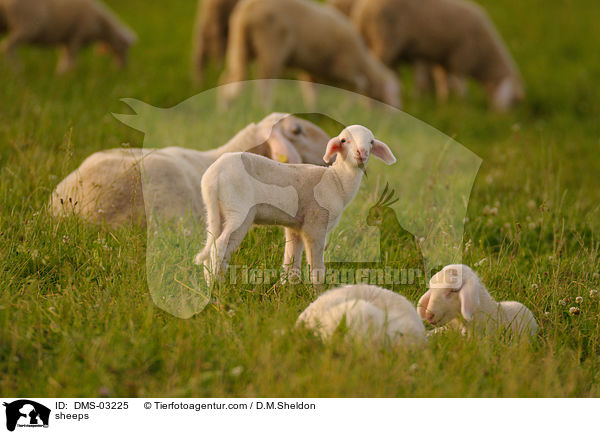 Schafe / sheeps / DMS-03225