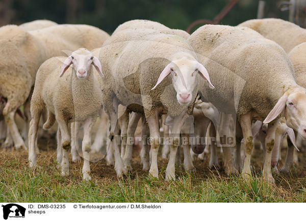 Schafe / sheeps / DMS-03235