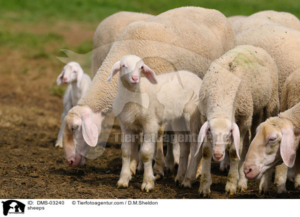 Schafe / sheeps / DMS-03240