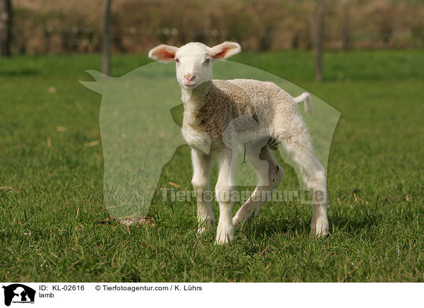 Lamm / lamb / KL-02616