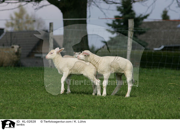 Lmmer / lambs / KL-02628