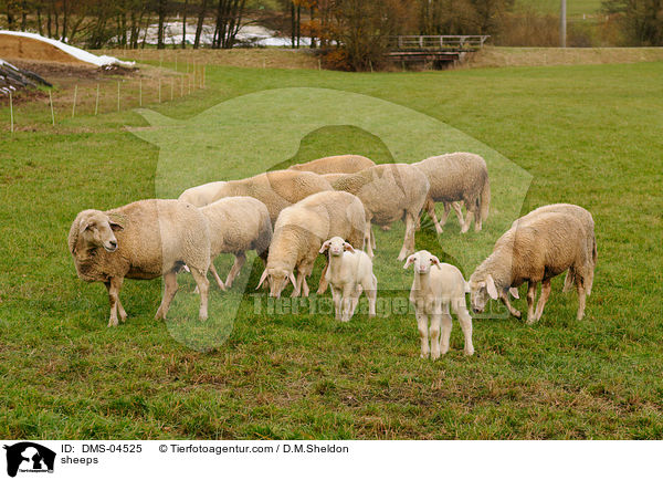 Schafe / sheeps / DMS-04525