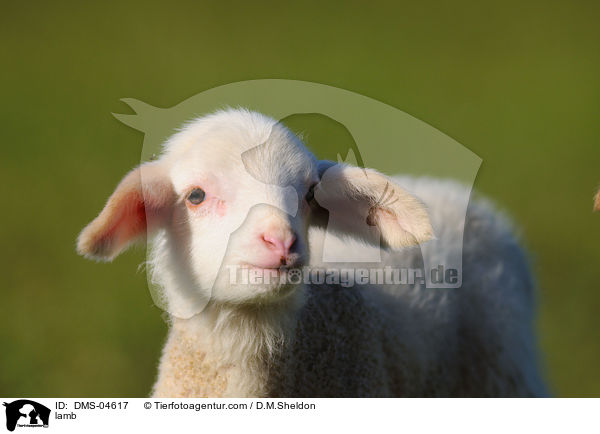 Lamm / lamb / DMS-04617