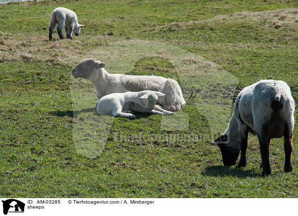 Schafe / sheeps / AM-03285