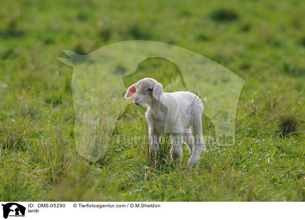 Lamm / lamb / DMS-05290