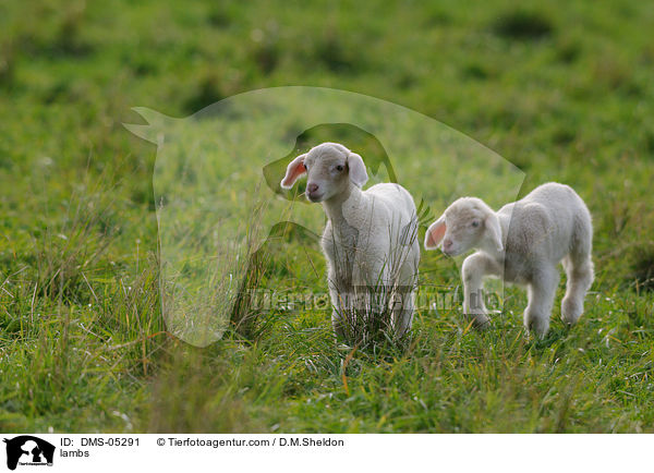 Lmmer / lambs / DMS-05291