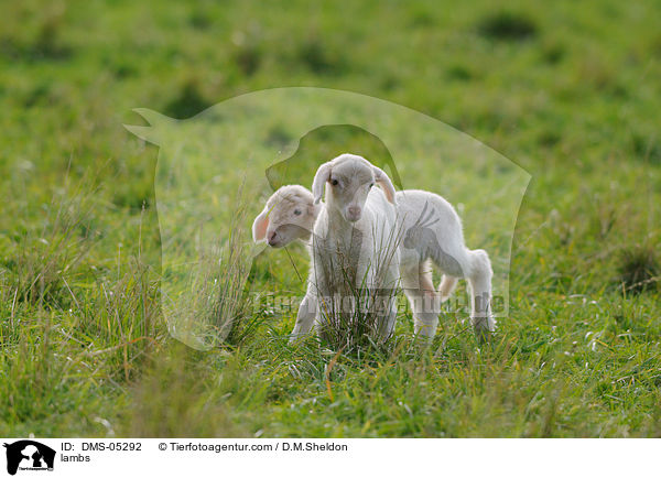 Lmmer / lambs / DMS-05292
