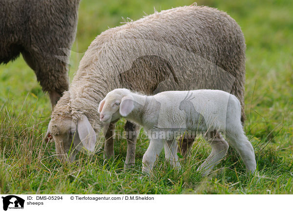 Schafe / sheeps / DMS-05294