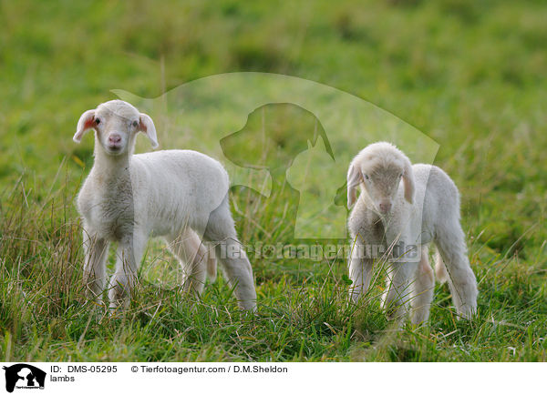 Lmmer / lambs / DMS-05295