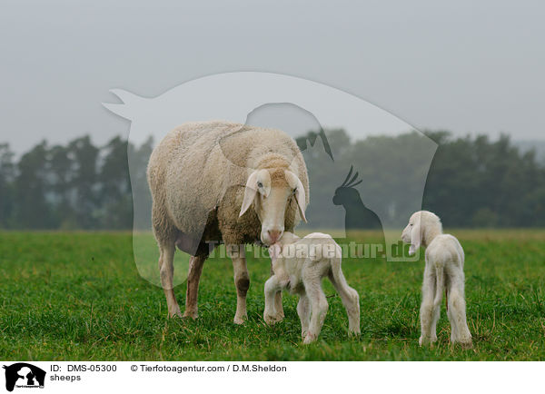 Schafe / sheeps / DMS-05300
