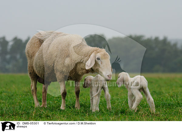 Schafe / sheeps / DMS-05301