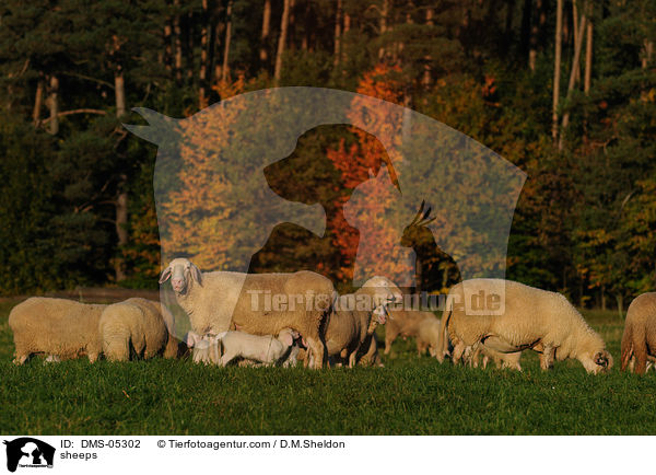 Schafe / sheeps / DMS-05302