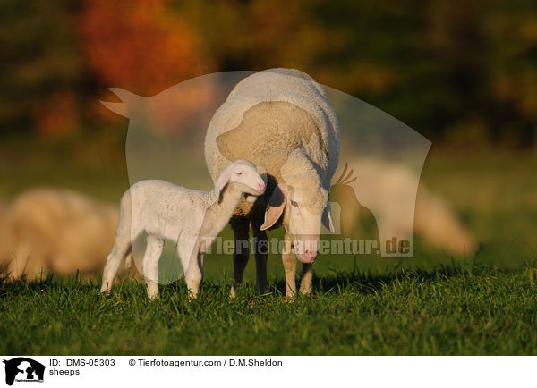 Schafe / sheeps / DMS-05303