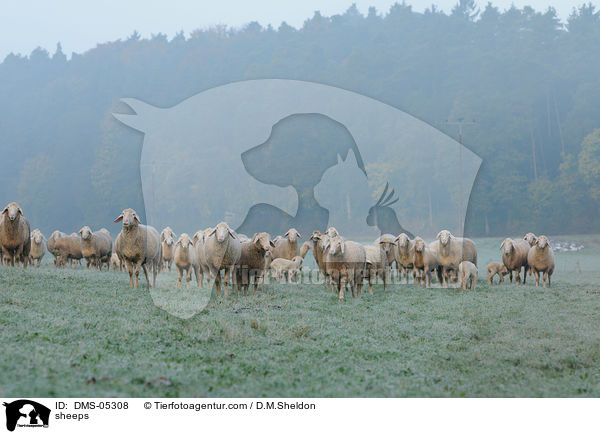 Schafe / sheeps / DMS-05308