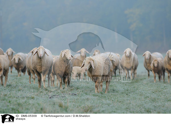 Schafe / sheeps / DMS-05309